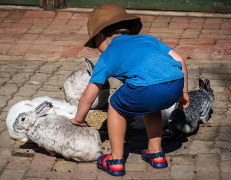 Feeding the animals homeleigh-8