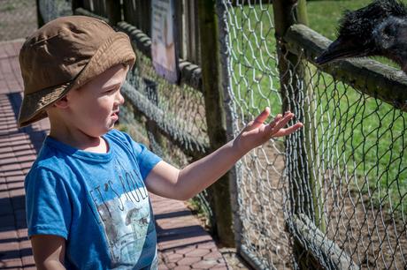 Feeding the animals homeleigh-11