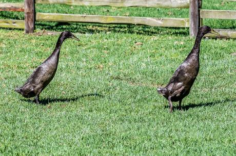 Feeding the animals homeleigh-5