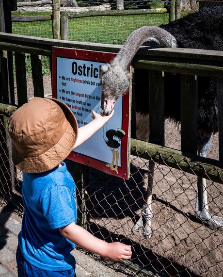 Feeding the animals homeleigh-9