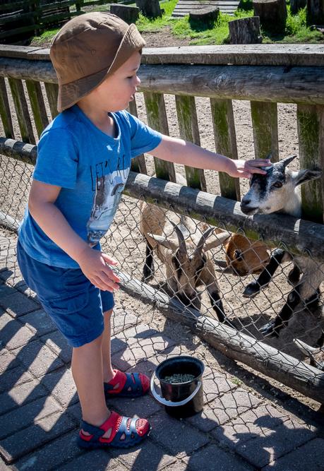 Feeding the animals homeleigh-15