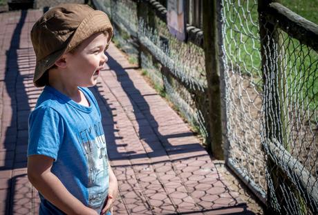 Feeding the animals homeleigh-12