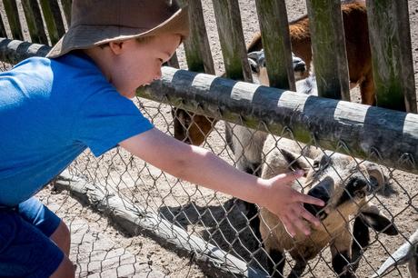 Feeding the animals homeleigh-16