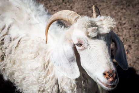 Feeding the animals homeleigh-4