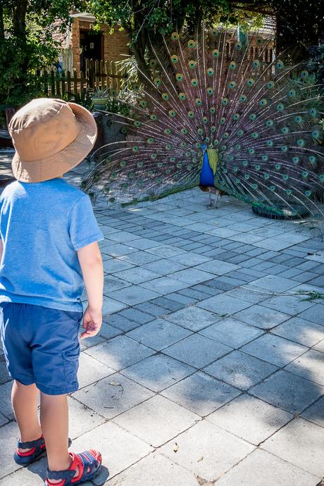 Feeding the animals homeleigh-17