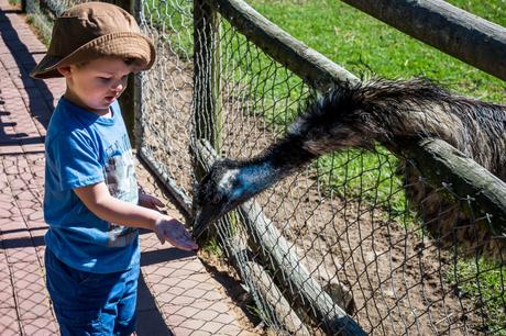 Feeding the animals homeleigh-10