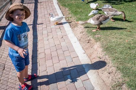 Feeding the animals homeleigh-13