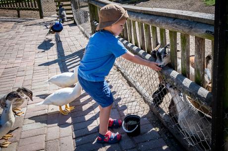 Feeding the animals homeleigh-14