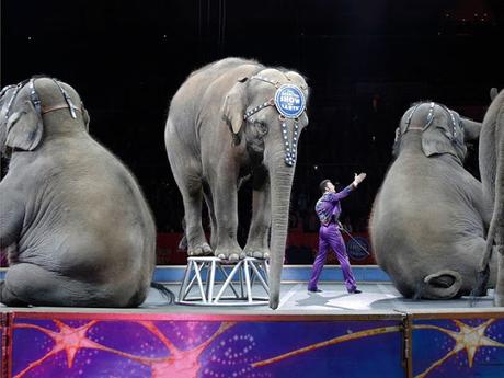 animal welfare activists acts bring down curtains for Ringling Bros century old show