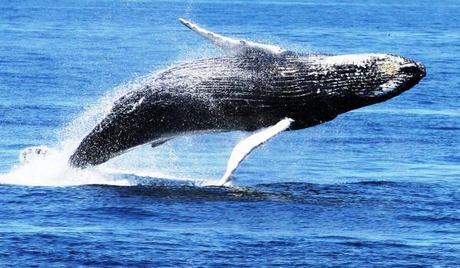 The 4 Best Whale Watching Destinations Around the World