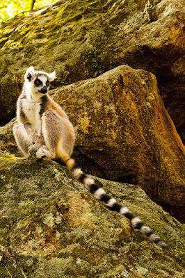 MADAGASCAR: Leaping Lemurs, Guest Post by Owen Floody, Part 2