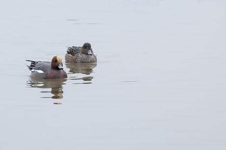 Frosts, Mists and Frozen Lakes - Wigeon swimming