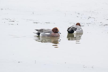 Yet more Wigeon