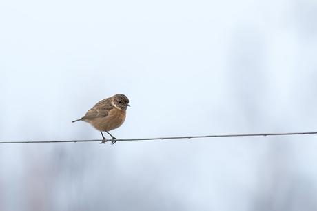 female Stonechat on wire fence
