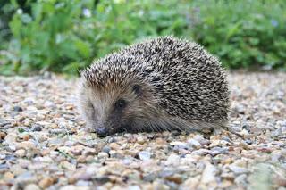 Why are you still awake? Rise in Hedgehog sightings due to late start to winter.