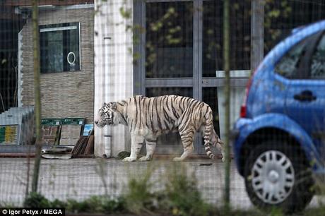 Tiger on prowl on roads !  aborgines taken as exhibits - the human Zoo