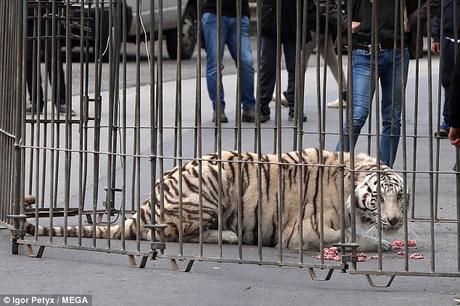 Tiger on prowl on roads !  aborgines taken as exhibits - the human Zoo