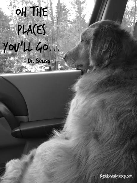 golden retriever dog riding in car #blackandwhitesunday