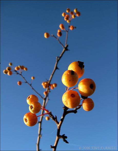 IMG_3726 IMG_3726