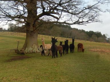 #Walk1000Miles – January 2017 #Walk1000Miles – January 2017