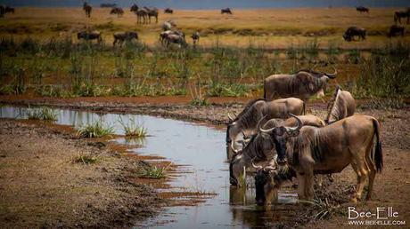How Human Actions are Compromising the Largest Mammal Migration – and Why YOU Need to Care