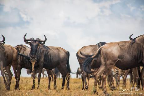 How Human Actions are Compromising the Largest Mammal Migration – and Why YOU Need to Care