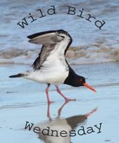 wild-bird-wednesday