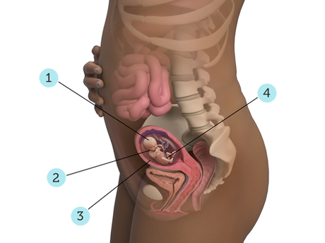 Pregnancy Journal: 14 weeks & Disney World Pregnancy Journal: 14 weeks & Disney World