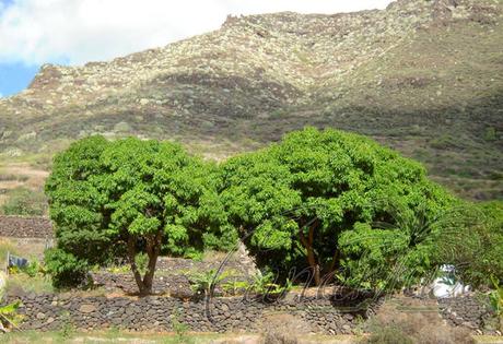 The cold-hardy Gomera-1 Mango Tree
