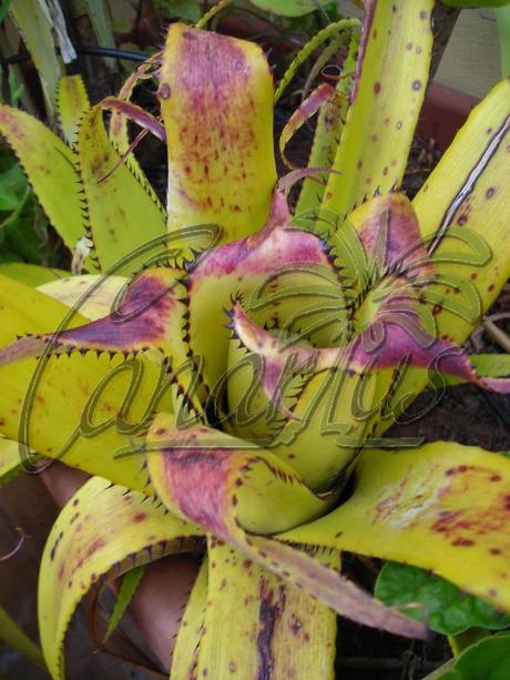 Aechmea triangularis Aechmea triangularis with dark leaf tips before blooming