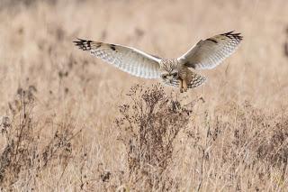Birdwatchers flock to see short-eared owls at Wicken Fen, Cambridgeshire