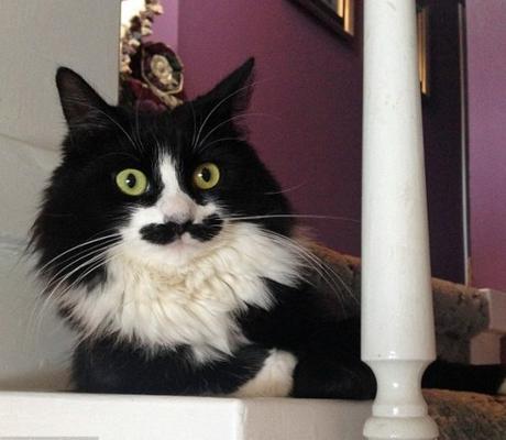 Top 10 Muppet Cats and Cats Who Are Muppet Fans Cat Looks Like a Muppet