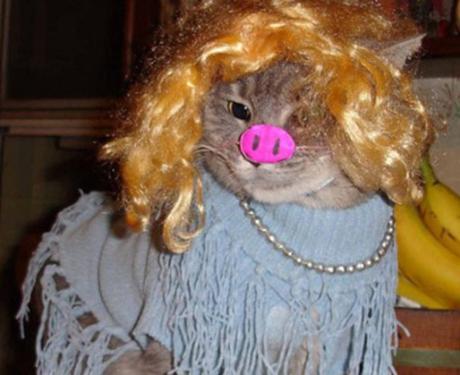 Top 10 Muppet Cats and Cats Who Are Muppet Fans Cat Dressed as a Muppet