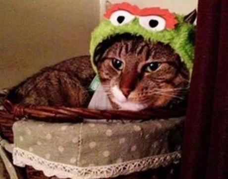 Top 10 Muppet Cats and Cats Who Are Muppet Fans Cat Dressed as a Muppet