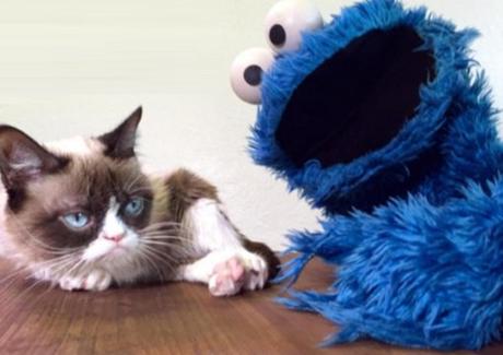 Top 10 Muppet Cats and Cats Who Are Muppet Fans Cat With Muppet Toy