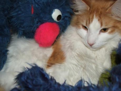 Top 10 Muppet Cats and Cats Who Are Muppet Fans Cat With Muppet Toy