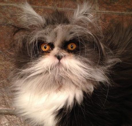 Top 10 Muppet Cats and Cats Who Are Muppet Fans Cat Looks Like a Muppet