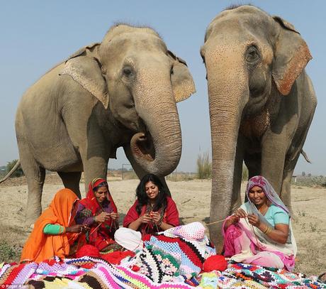 colourful knitted jumper wearing elephants ~ and care for Thiruvambady Ramabhadran