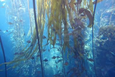 MONTERREY BAY AQUARIUM: Sea Otters, Jellyfish, Octopuses and More, Monterrey, CA