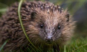 Hedgehogs now a rare garden sight as British populations continue to decline