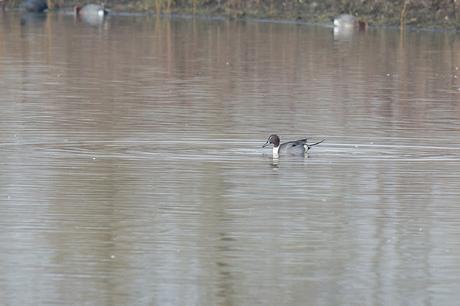 Male Pintail Swimming