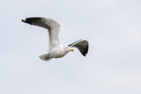 Lesser Black-backed Gull in Flight (2)