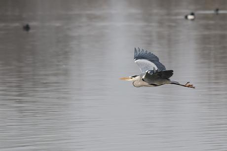 Grey Heron in Flight (3)