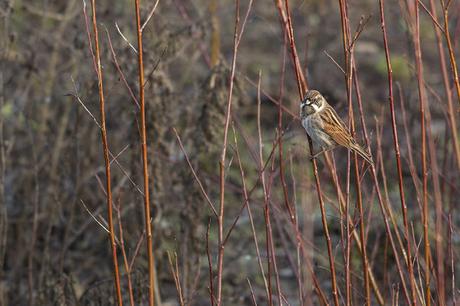 Male Reed Bunting in front of Aqueduct Hide