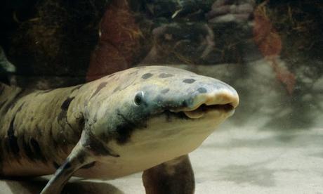 Granddad, the oldest lungfish euthanised !!