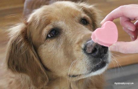golden retriever dog with homemade valentine heart dog treats