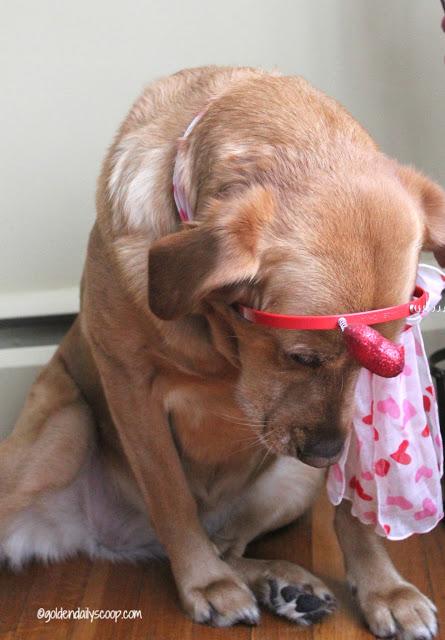 sad golden lab dog dressed for Valentine's Day