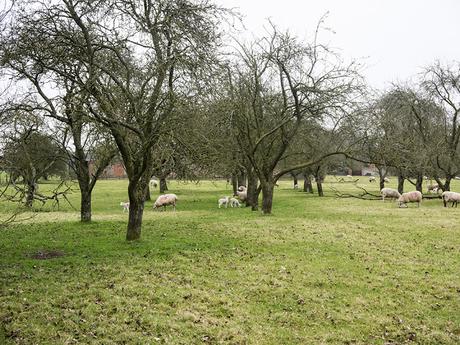 Sheep and Lamb in Orchard