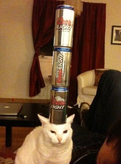 Cat Balancing 3 Cans on Its Head