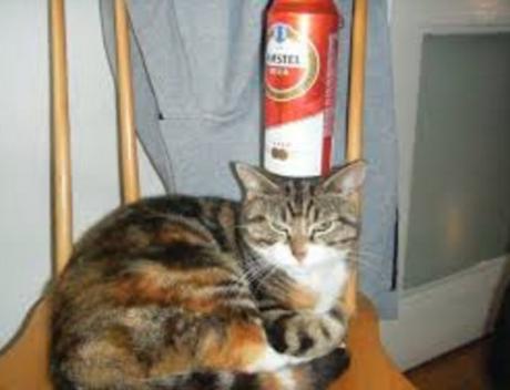 Cat Balancing Beer Can on Its Head